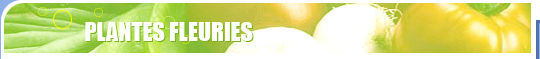 Plantes fleuries