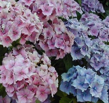comment traiter hortensias