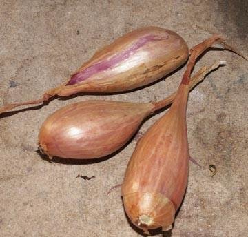 quand planter echalote cuisse de poulet