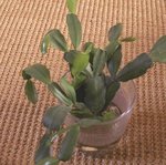 Cactus de Noël - Epiphyllum - Schlumbergera