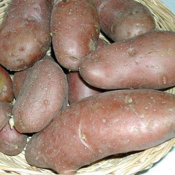 comment arreter la germination des pommes de terre