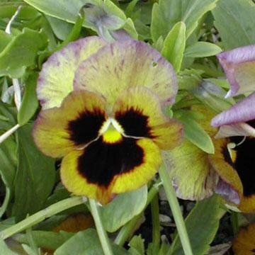 quand planter pensees