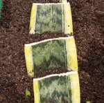 Langue de belle-mère - Sansevieria trifasciata - Sansevière