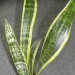 Langue de belle-mère - Sansevieria trifasciata - Sansevière