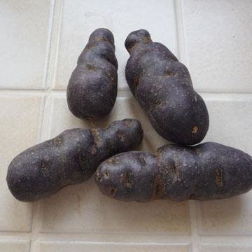 quand planter vitelotte