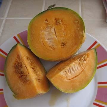 quand cueillir les melons cantaloup quand cueillir les melons cantaloup