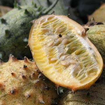 Graines De Kiwano (concombre Corné) - Lot De 10 Graines Cucumis Metuliferus, Plante Grimpante Au Goût Unique - 10