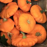 Patisson orange - Courge