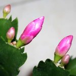 Cactus de Noël - Epiphyllum - Schlumbergera
