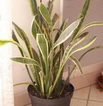 Langue de belle-mère - Sansevieria trifasciata - Sansevière