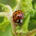 Diff�rences entre les coccinelles asiatiques et  europ�ennes