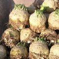 C�leri rave : de la r�colte � la conservation