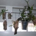  Racines a�riennes et orchid�es �piphytes