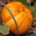 De la r�colte � la conservation des courges