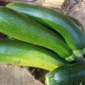 Fleur m�le et fleur femelle de la courgette