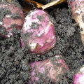 Novembre : fruits et l�gumes de saison