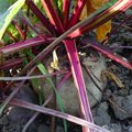 Mai : fruits et l�gumes de saison