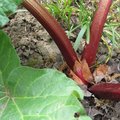 Juin : fruits et l�gumes de saison
