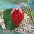 Juillet : fruits et l�gumes de saison