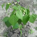 L�gumes : temps des lev�es des semis et temps n�cessaire avant les r�coltes