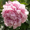 Tailler une pivoine herbac�e ou vivace