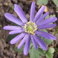 Plantation d'an�mones blanda