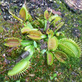 Passionn� de plantes carnivores