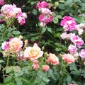 Quand tailler les arbustes � fleurs ?