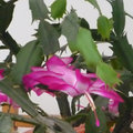 Bouturer le cactus de No�l