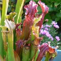Faire une tourbi�re de plantes carnivores