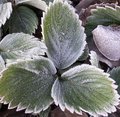 Lune Rousse, cavaliers et Saints de Glace : risques de gel�es