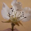 Qu'est-ce que la f�condation des fleurs ?