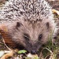 Un h�risson dans le jardin