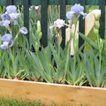 Des id�es de bordures au jardin