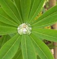 La ros�e au jardin