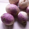 Quels l�gumes semer ou planter en mars au jardin ?