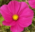 Quelles fleurs semer ou planter en avril au jardin ?