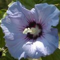 Taille des hibiscus syriacus - alth�e