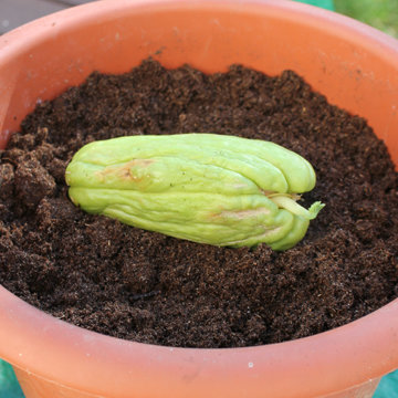 quand planter chayotte