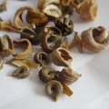 Ou acheter ses graines de fleurs, l�gumes, aromatiques et gazon ?