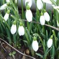 F�vrier - Gestes et travaux de saison au jardin