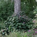 Quelle plante installer � l'ombre au jardin ?