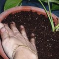 Travaux plantes d'int�rieur : le surfa�age