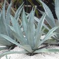 Plantes qui r�sistent � la s�cheresse