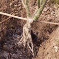 La plantation d'un rosier � racines nues