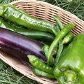 Quels l�gumes semer ou planter en mai au jardin ?