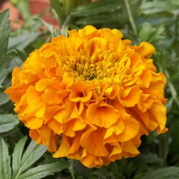 quelle fleur a semer en mai