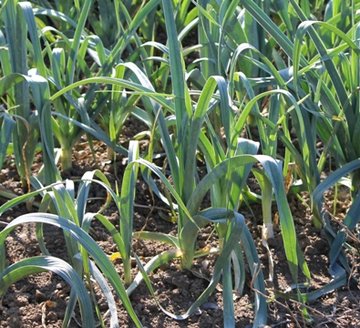 que planter comme legumes en decembre