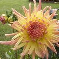 Bulbes d'�t� � planter au jardin en avril-mai