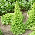 La r�colte de graines de l�gumes et condimentaires au jardin